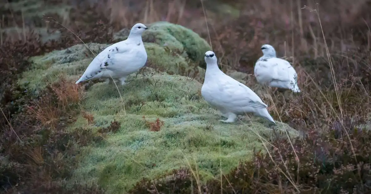 Áberandi fjölgun rjúpna víða um land