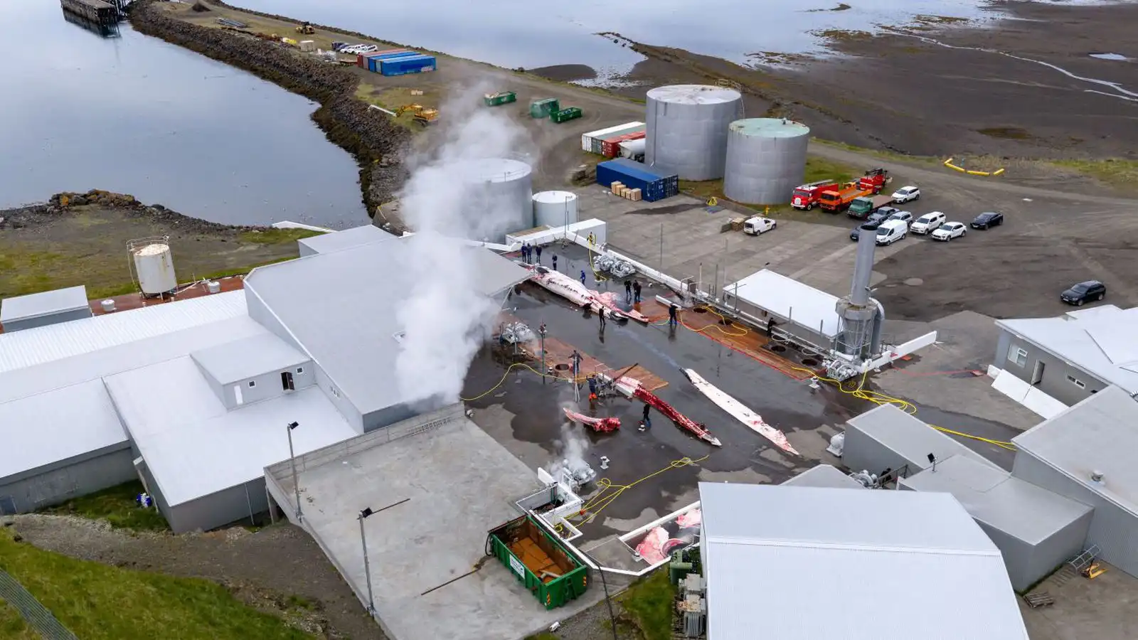„Ætlum að sækja að olíu­fé­laginu sem heldur þessari slátrun gangandi“ - Vísir