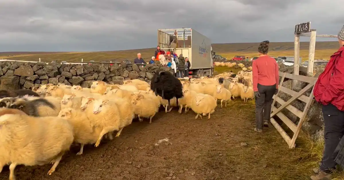 Afréttir ekki sérstakur áhættuþáttur fyrir riðu