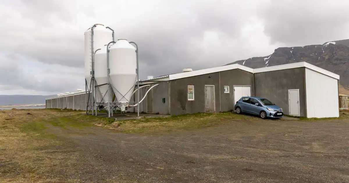 Aftur brotist inn í svínabú Stjörnugríss: Sex skepnur dauðar