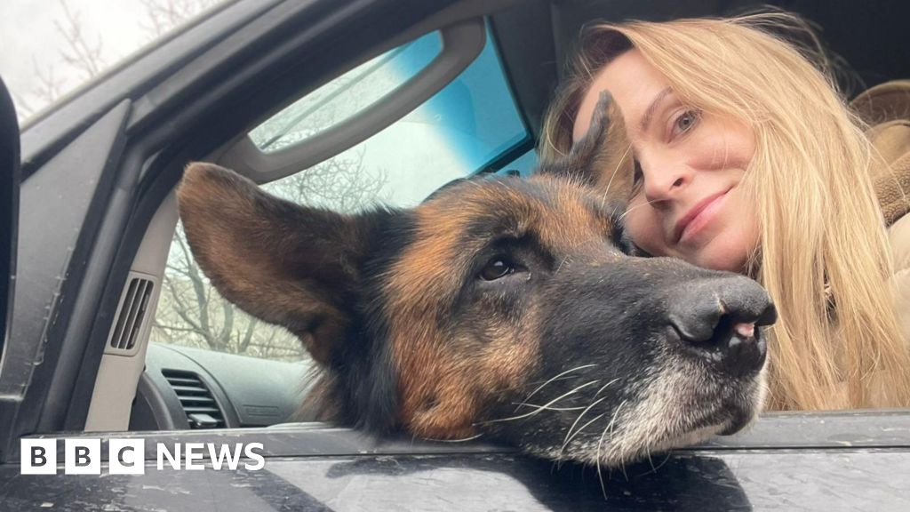 'Animals are traumatised too': Pet rescuers under fire in Ukraine