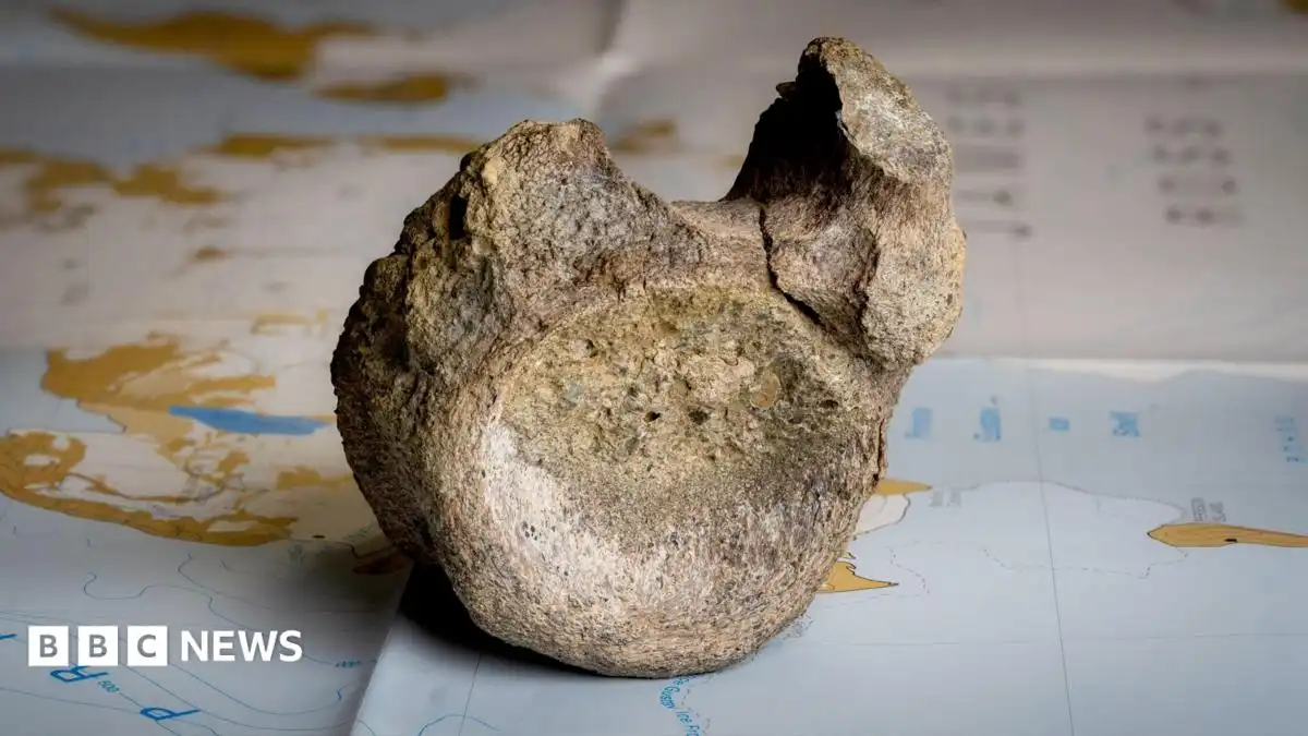 Antarctica's first ever dinosaur bone discovered in a drawer