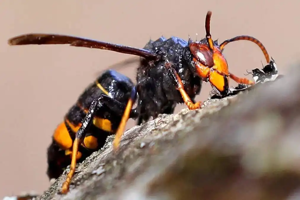 Asian Hornet nest found in Canary Islands for the first time