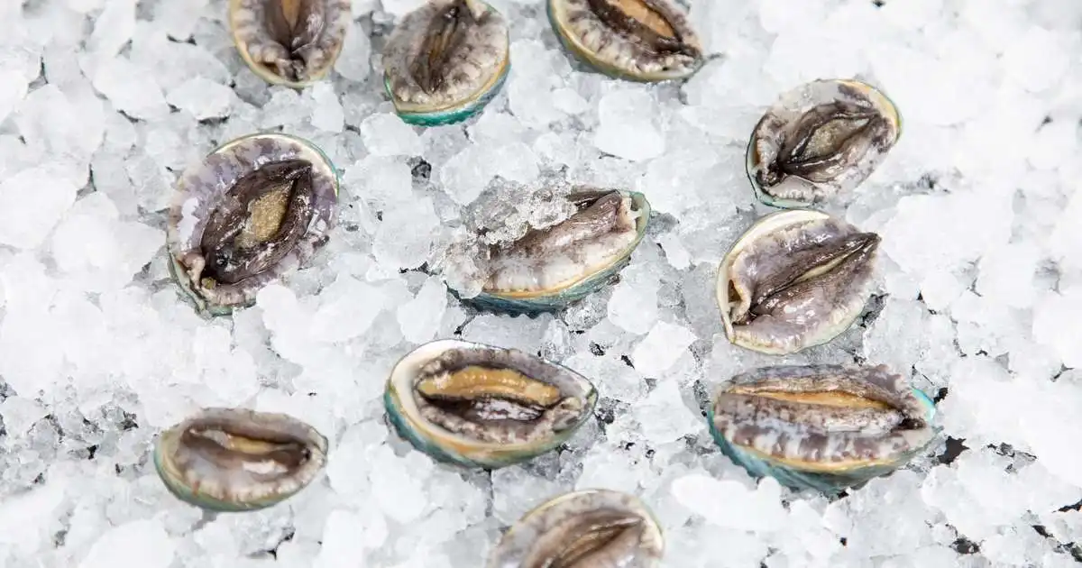 Aurora Abalone lýkur 1,5 milljarða króna hlutafjáraukningu