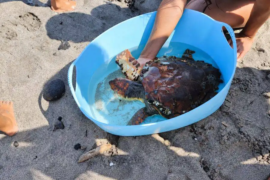 Beachgoers rescue sea turtle in Lanzarote