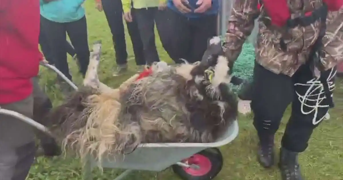 Björguðu kind eftir eitt og hálft ár á flakki