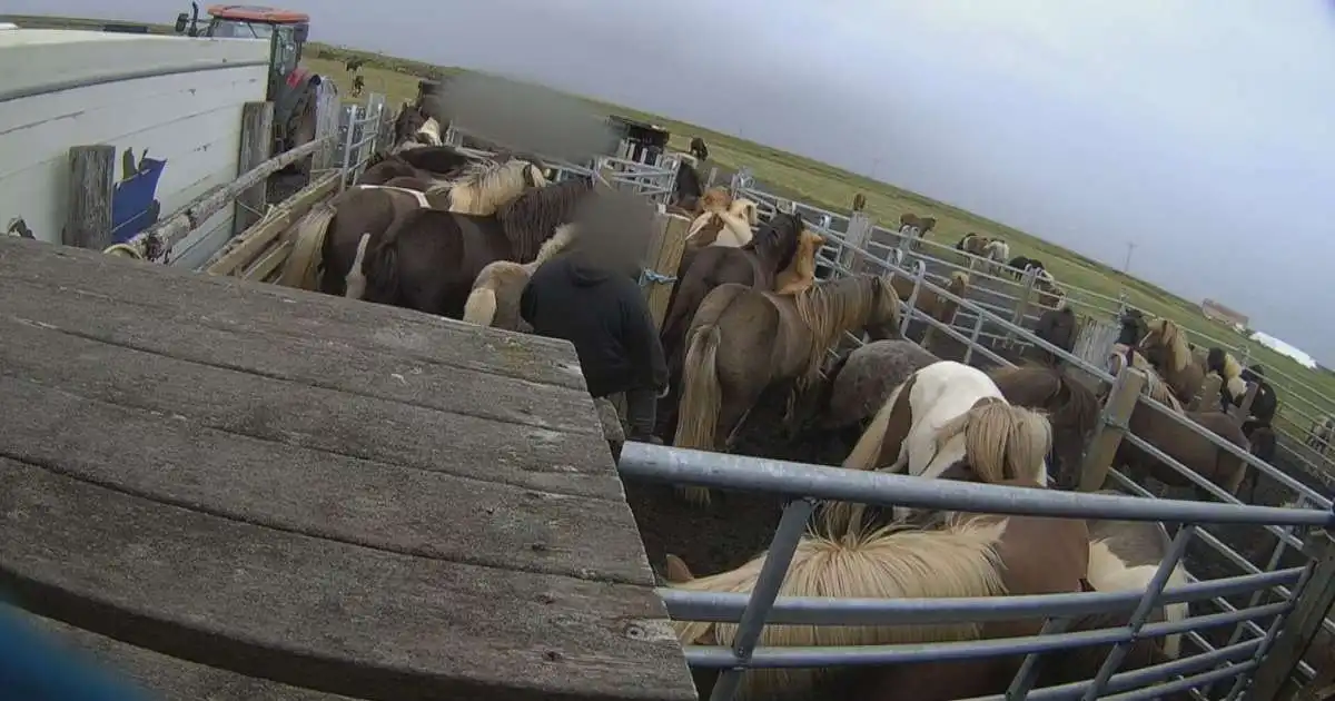 Blóðmerahald og starfsemi Ísteka ekki eins og mjólkurbú og ostagerð að mati EFTA
