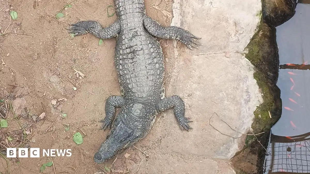 Boy, 3, attacked by crocodile in Huntingdon recovers at home