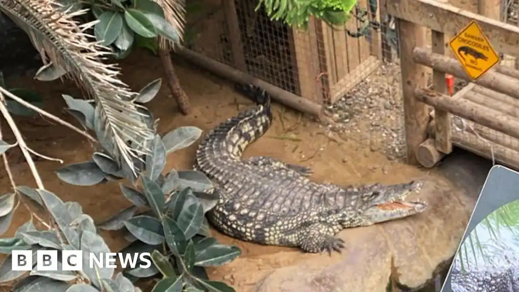 Boy, 3, was attacked by crocodile at zoo as man bailed