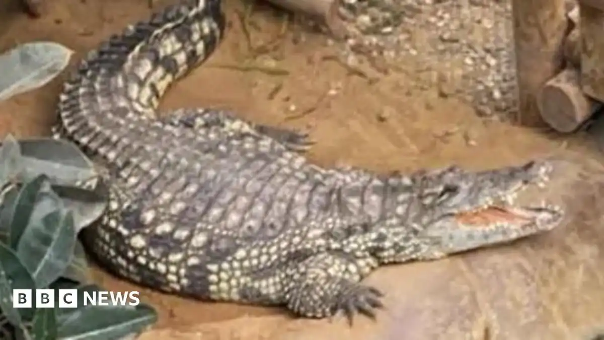 Boy attacked by Cambridgeshire zoo crocodile 'smiling again' - parents
