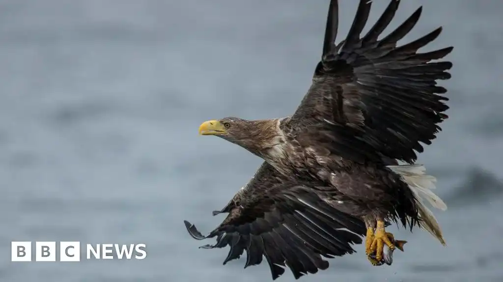 Britain's protected birds of prey still illegally targeted – RSPB