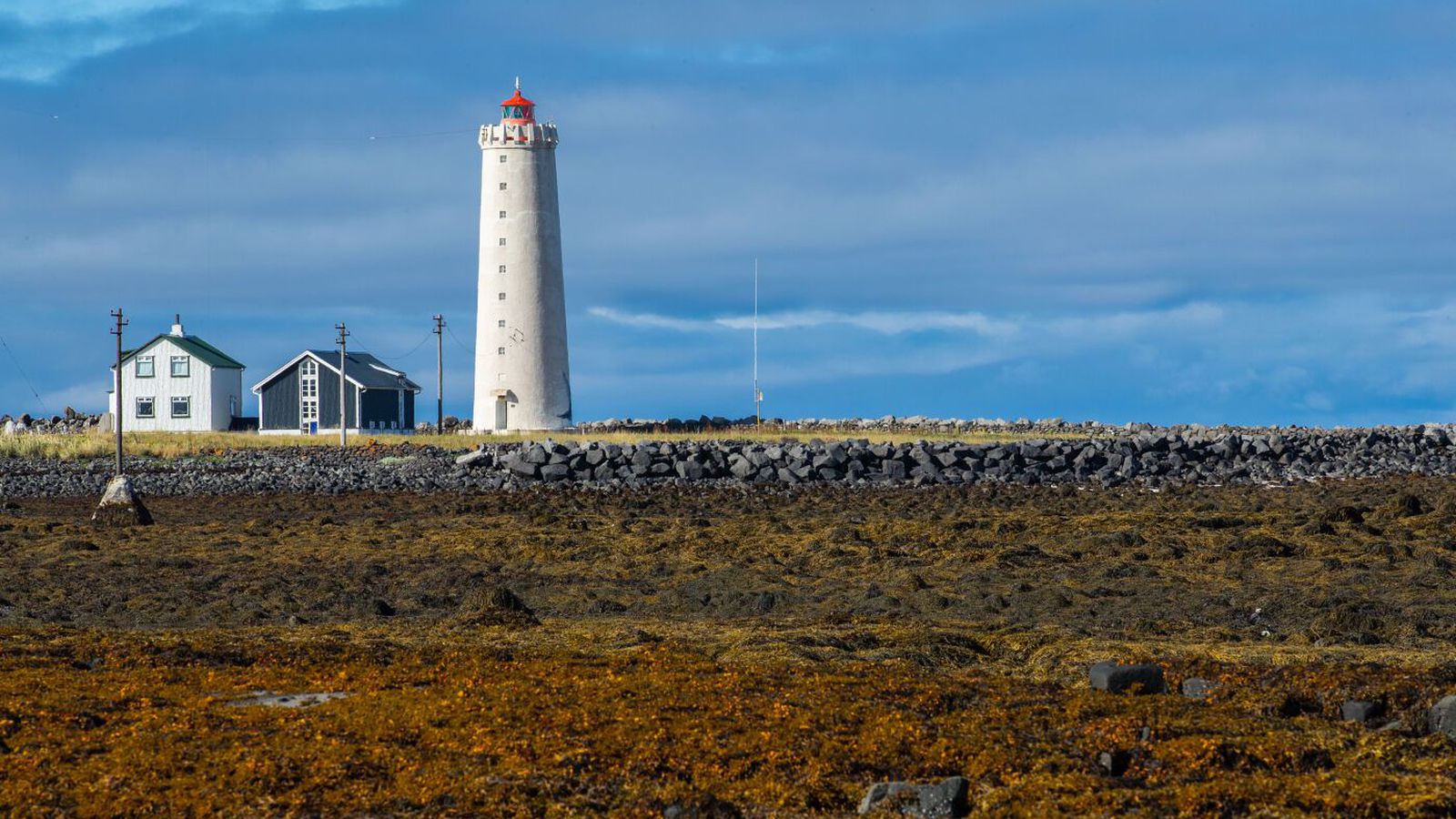 Brúnþari geti nýst til að græða sár og byggja bein - Vísir