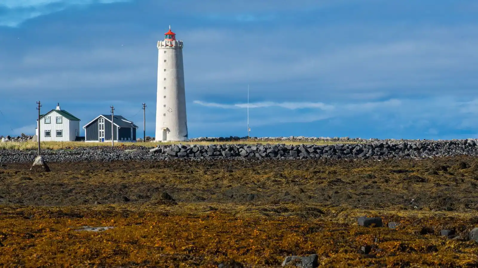 Brúnþari geti nýst til að græða sár og byggja bein - Vísir
