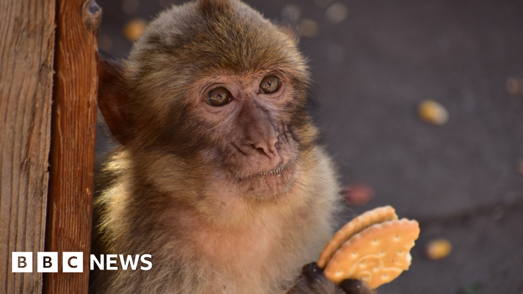 Cambridge study finds monkeys 'eat soil to cope with junk food'