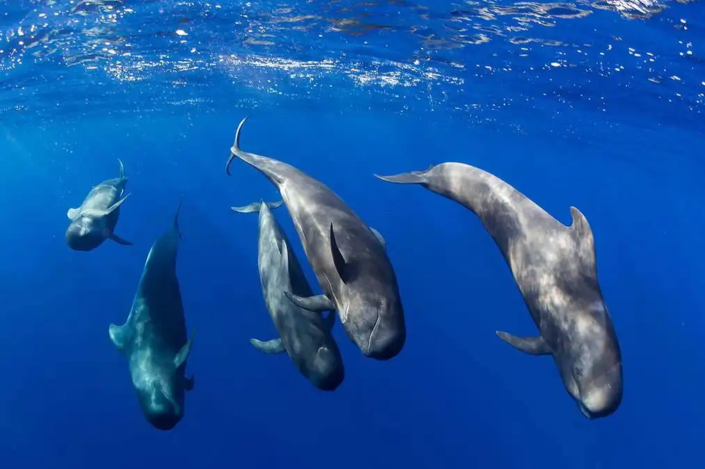 Canary Islands set to gain 17,000 km2 of new protected marine areas