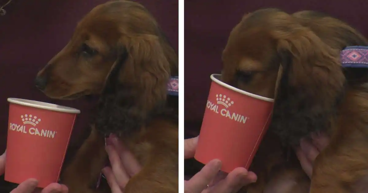 Cappuccino fyrir eigendur og puppoccino fyrir hundana