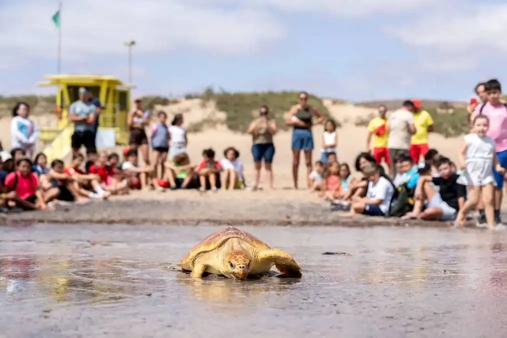 Children help rescued loggerhead turtle return to the sea in Fuerteventura