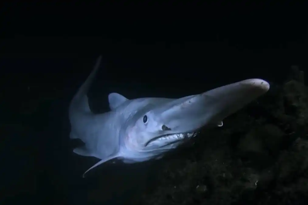 Could the Goblin Shark discovery lead to more fishing tourism in the Canary Islands?