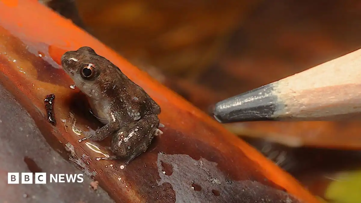 Critically endangered frogs bred for first time at London Zoo