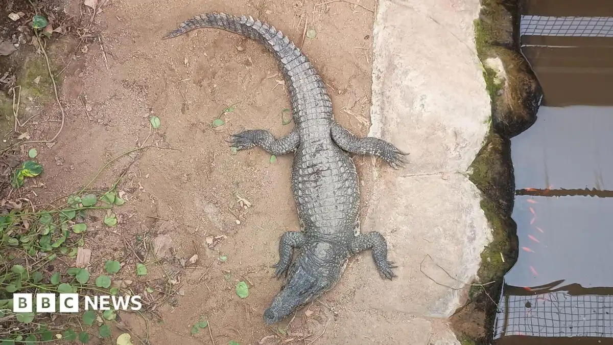 Crocodile attack most distressing day in our history, says zoo