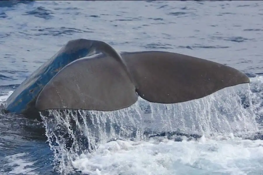 CSIC wants boat and crew for 36 day sperm whale research expedition in the Canary Islands