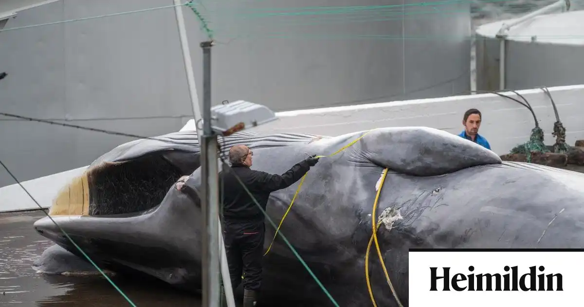 Dauðastríð, fíflaskapur og eftirför: Allt það helsta um hvalveiðitímabilið
