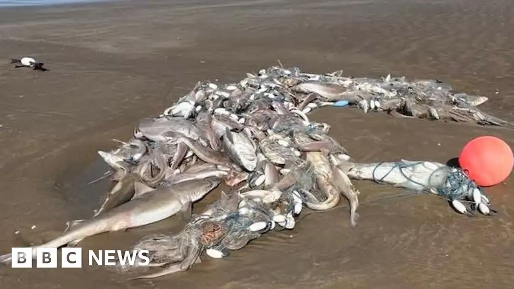 Dead sharks and fish found washed up on Welsh beaches
