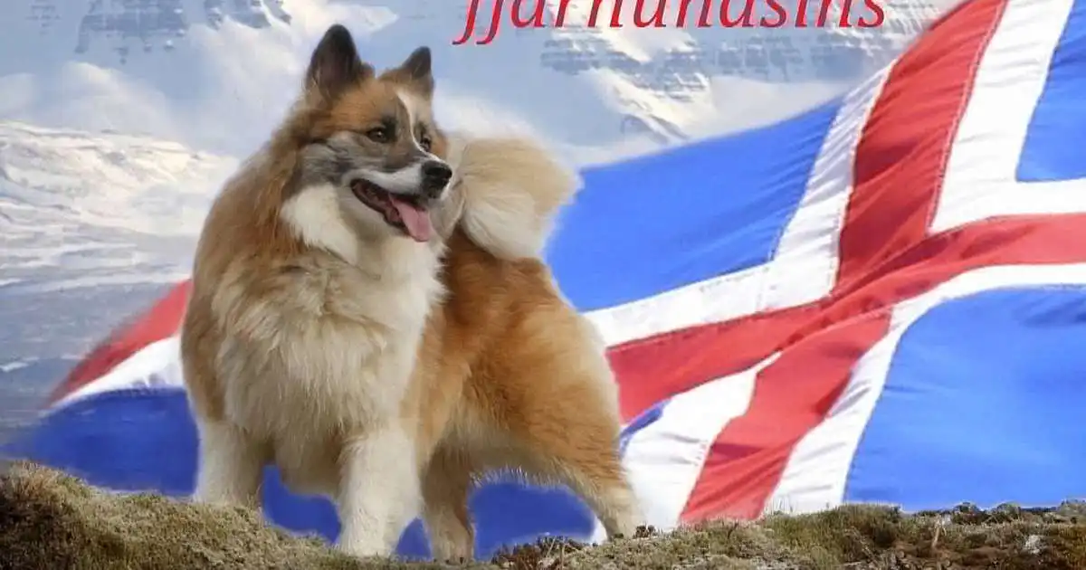 Degi íslenska fjárhundsins fagnað í ellefta sinn um helgina