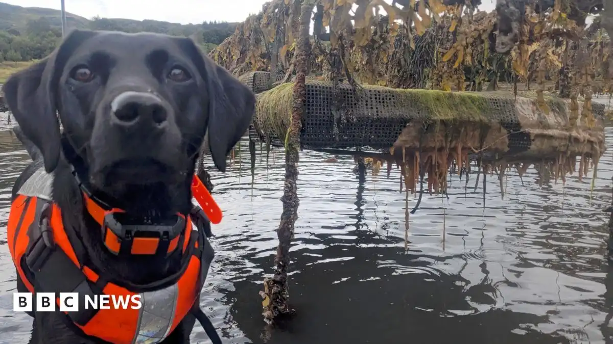 Dog that hunts invasive sea creature named animal of the year