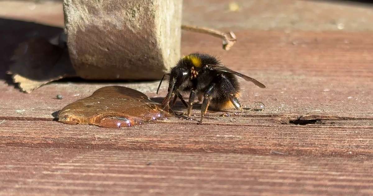 Drottning vaknar úr dvala