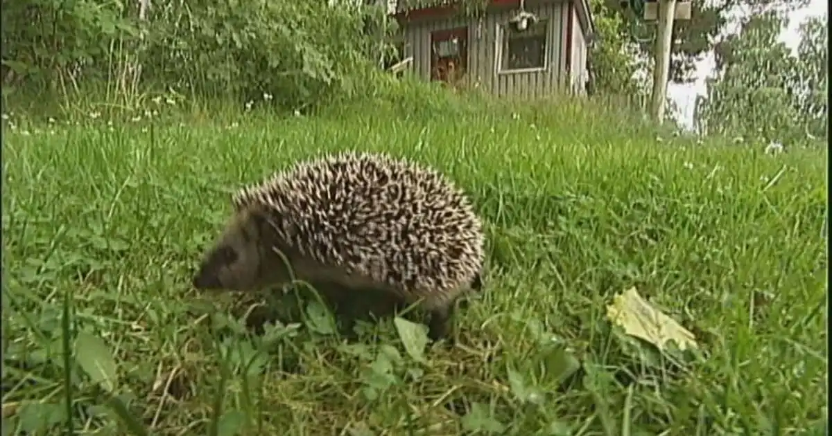 Dularfull fækkun broddgalta