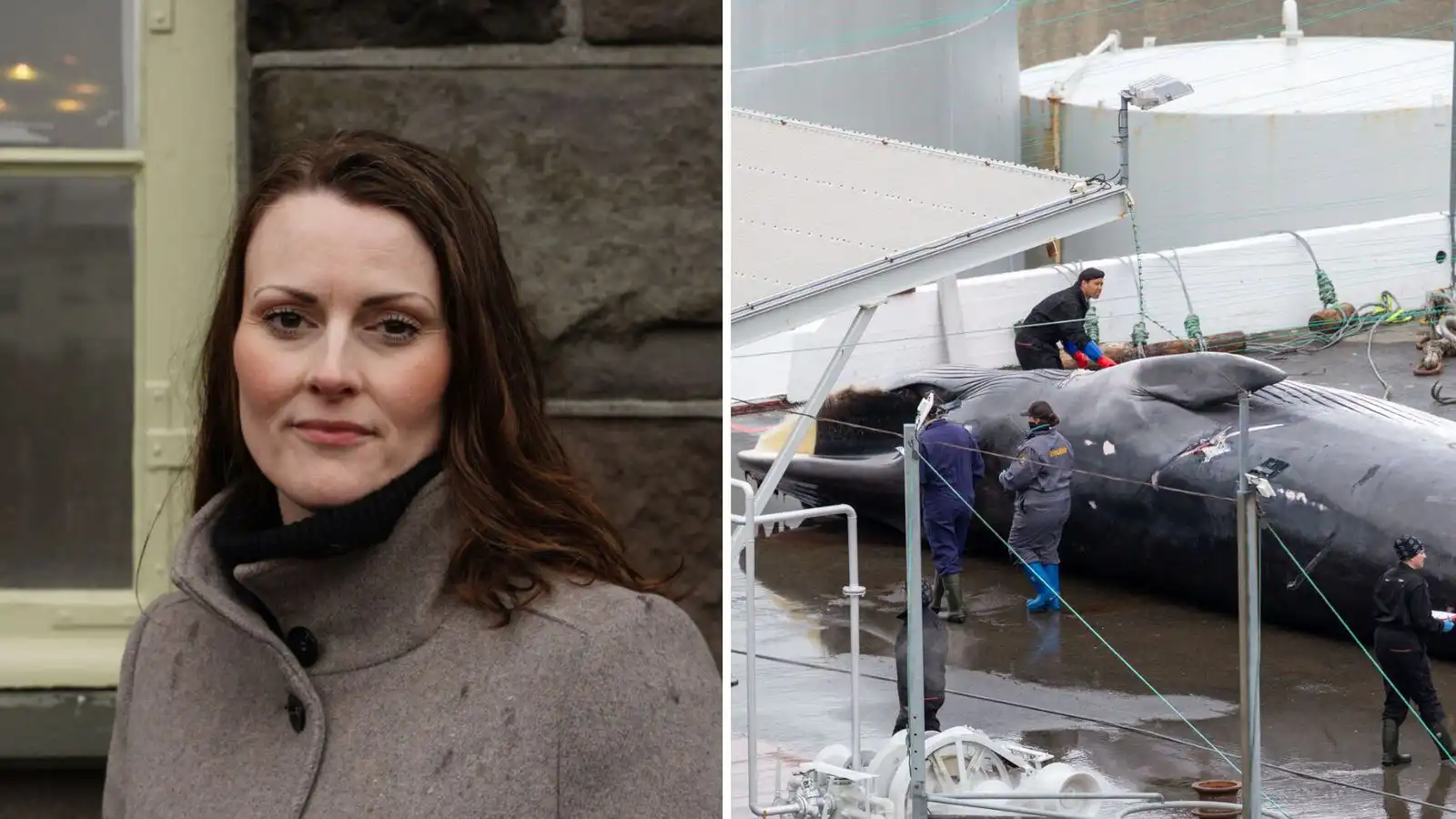 „Dýra­vernd er ekki öfgaskoðanir“ - Vísir