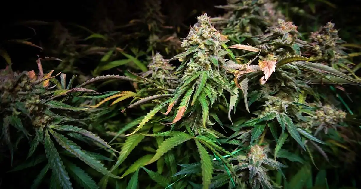 Einn handtekinn og fleiri grunaðir vegna stórtækrar kannabisræktunar á Vestfjörðum