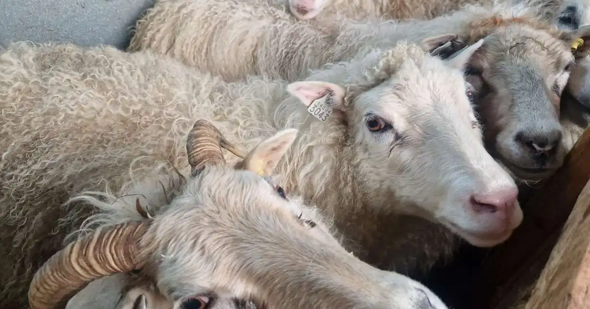 Einn kærður fyrir að berja kýr og annar sektaður fyrir að skera kindur á háls