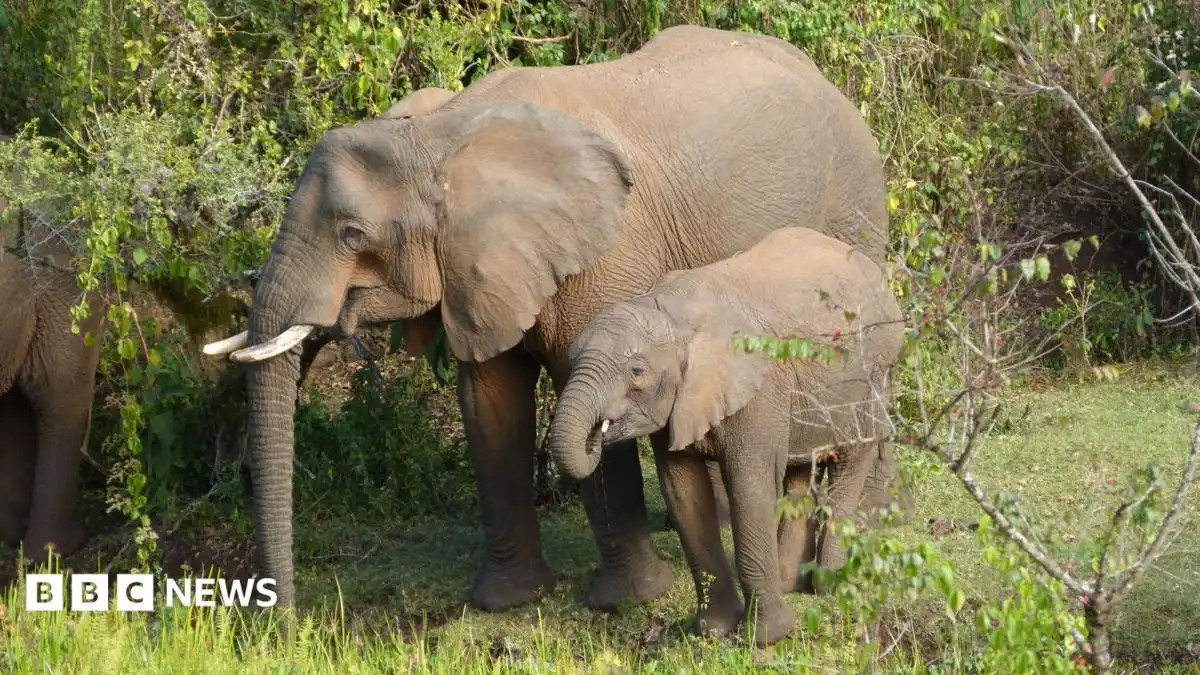 Elephants treat themselves with medicinal plants, witnesses say