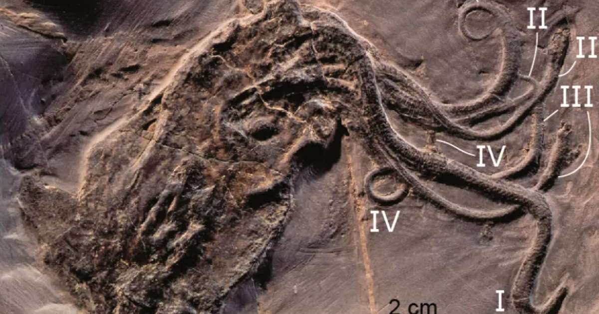 Elsti kolkrabbi heims reyndist önnur tegund eftir allt saman