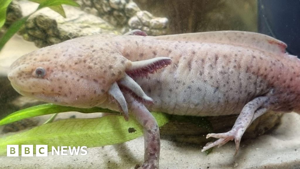 Endangered Mexican axolotl discovered by girl, 10, under a bridge in Wales