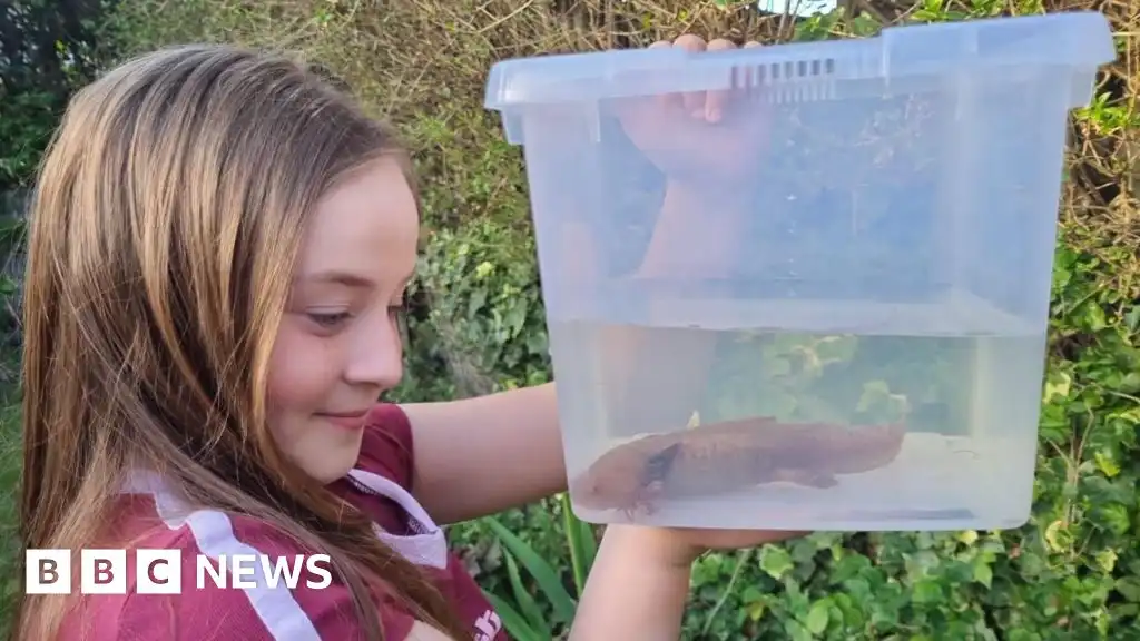 Endangered Mexican axolotl discovered by girl, 10, under a bridge in Wales
