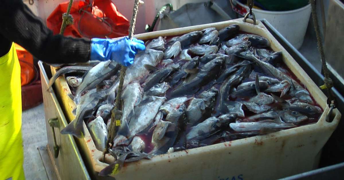 ESB til í að ræða undanþágur frá fiskveiðilöggjöf við Íslendinga