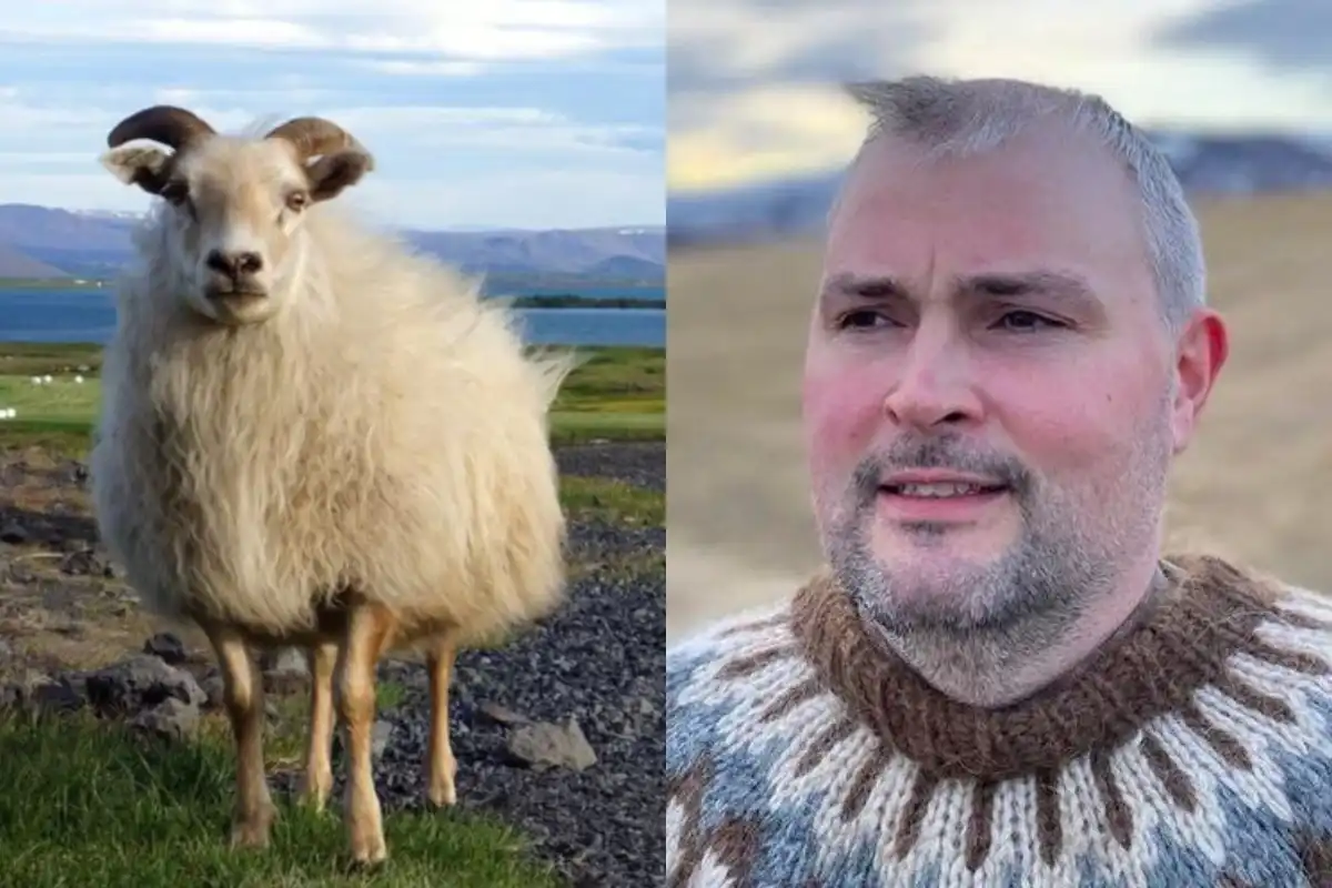 Eyjólfur segir of algengt að keyrt sé á kindur og ekki látið vita – Í sveitum séu ökumenn gestir í umhverfi kindanna