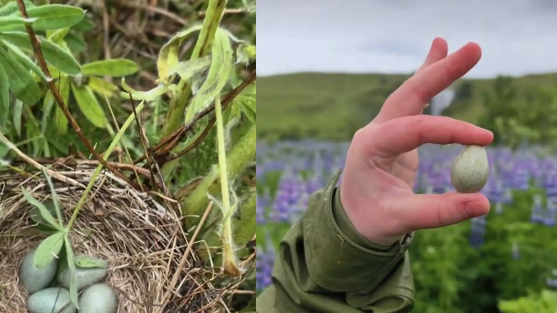 Ferðaþjónustufyrirtæki birti myndband af því þegar egg voru handleikin í þrastarhreiðri