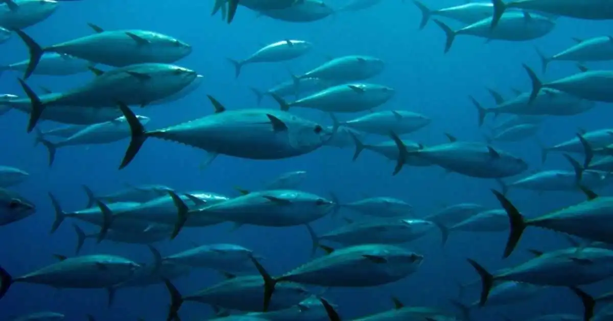 Fisk af einni verðmætustu tegund hafsins rak á land við Leiruvog