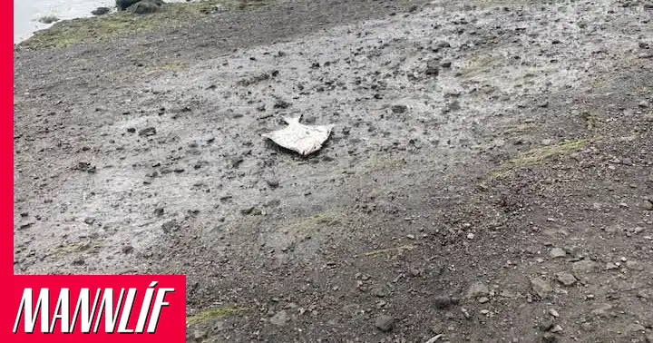 Fiskur á landi við Kópavogslæk