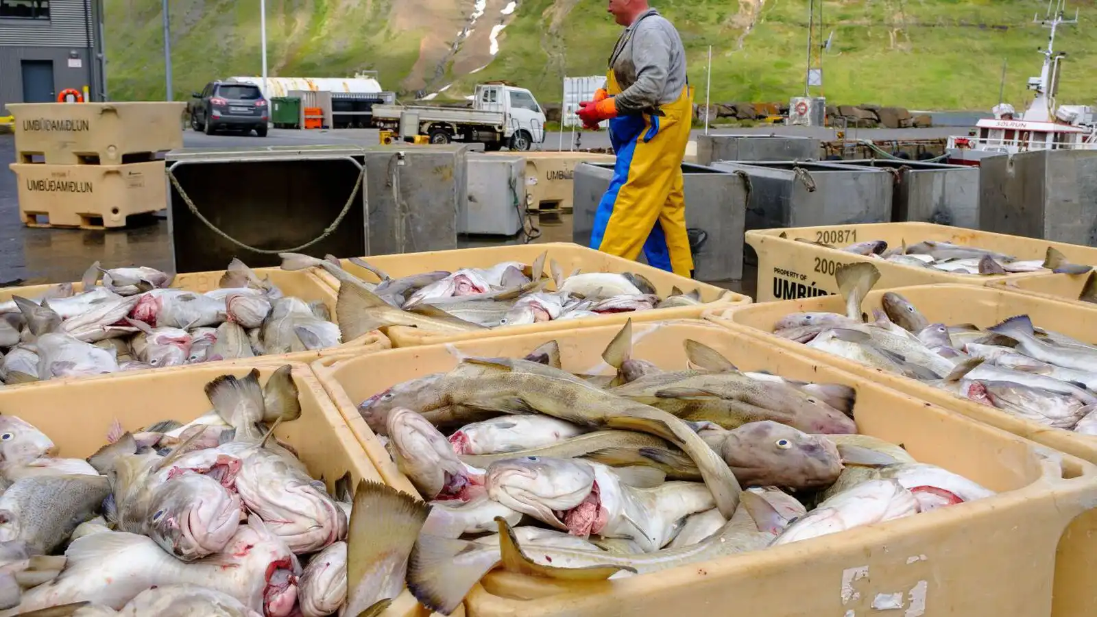 Fisk­verð í hæstu hæðum og strandveiðimenn brosa allan hringinn - Vísir