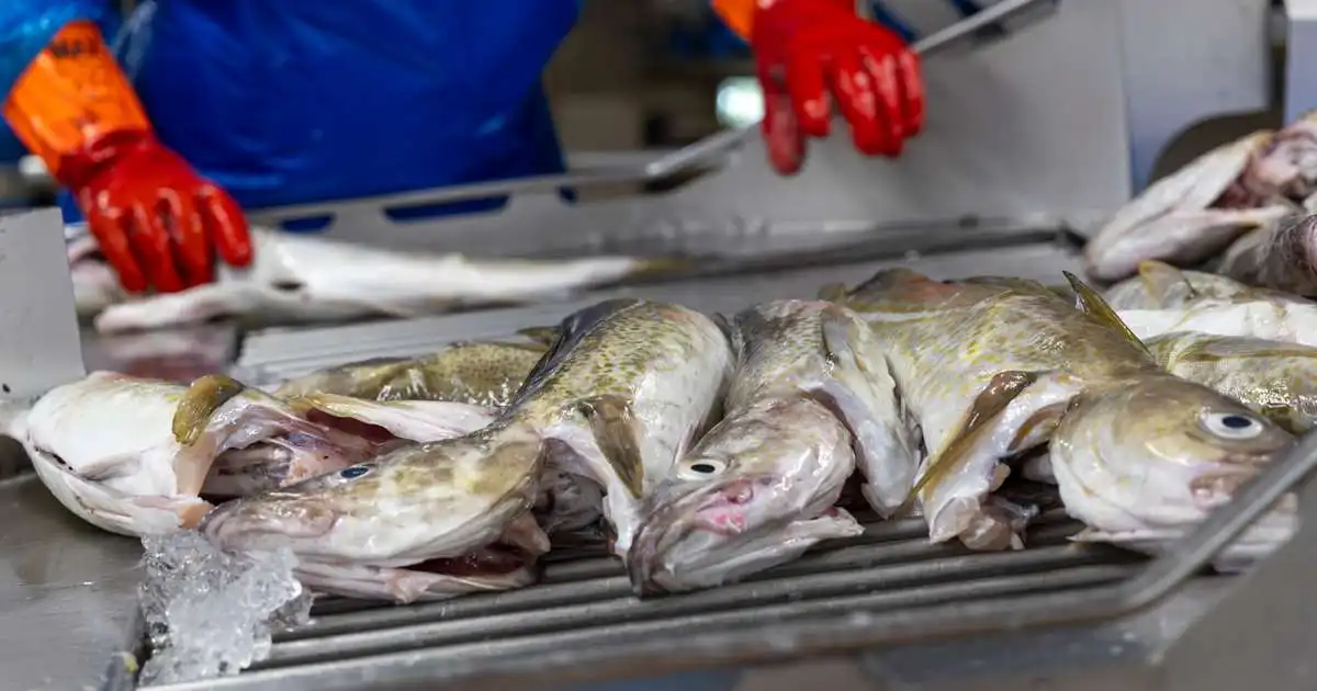 Fjögur félög fá nær þriðjung kvótans