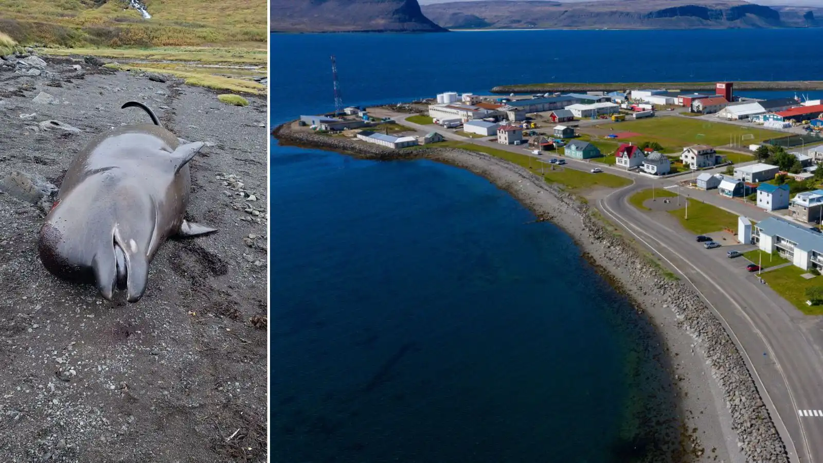 Fleiri andarnefjur rekið á land á Vest­fjörðum í sumar - Vísir