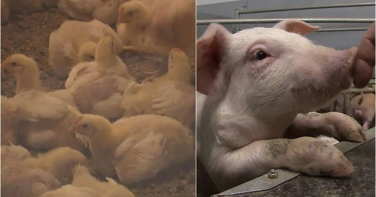Fleiri en einn undir grun lögreglu vegna innbrota í bú