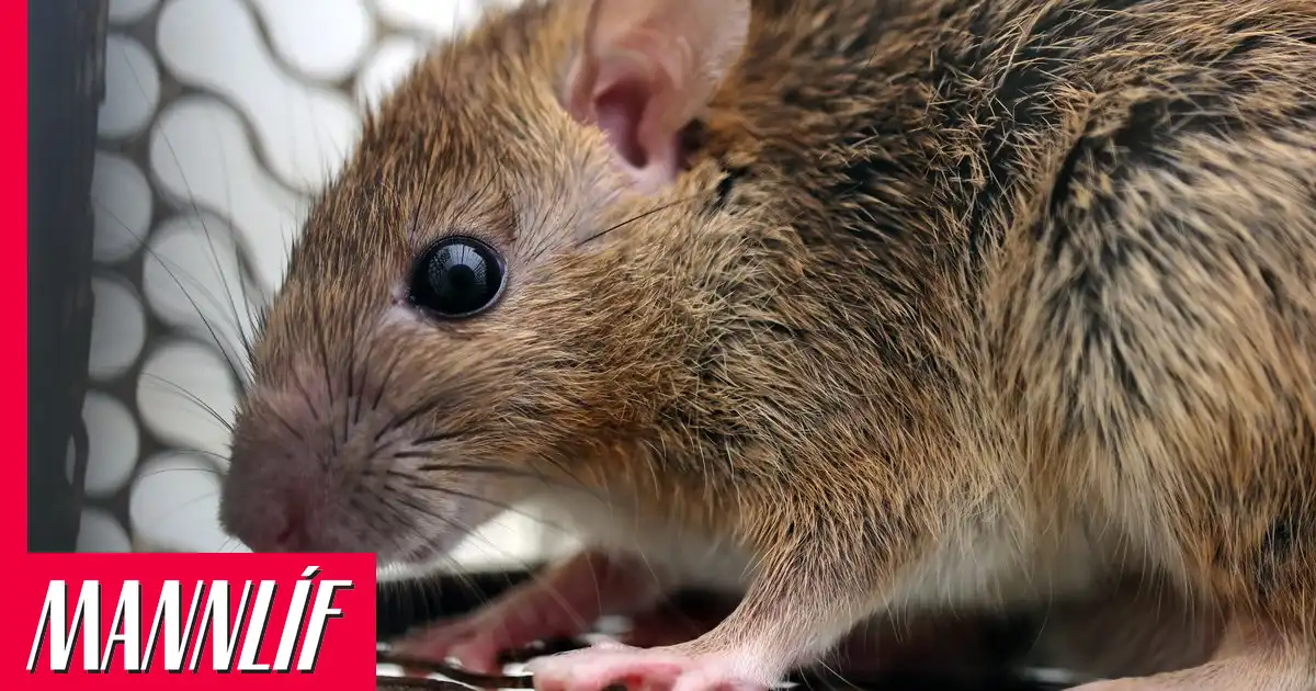 Fleiri greinast með Hanta-veiruna