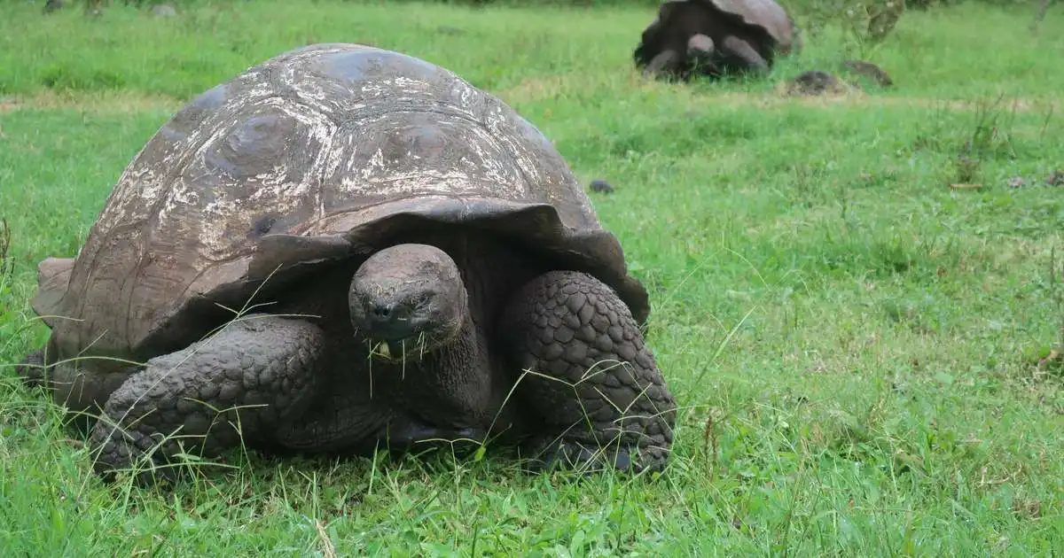 Fleiri risaskjaldbökur á Seychelles-eyjum en íbúar
