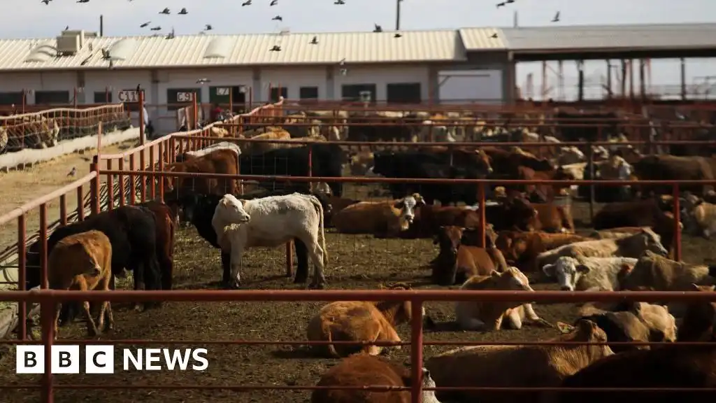 Flesh-eating screwworm: Canada bans Texas over US outbreak